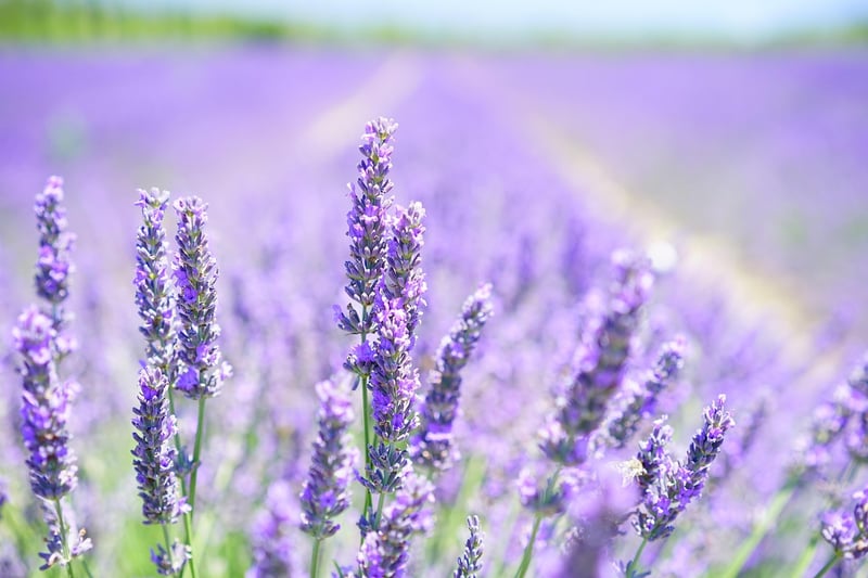 Aromatic Plant Uses
