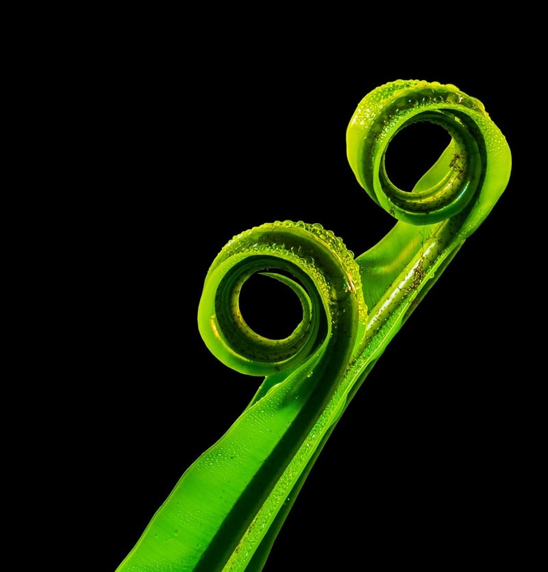 Fern Flower