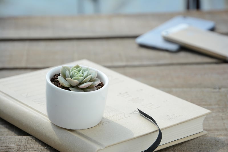Rose Succulent